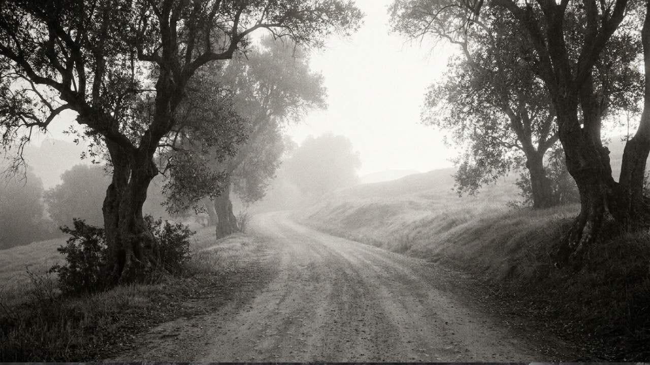 Un camino entre árboles